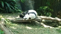 C初パンダが海外の動物園とは贅沢ですよね.jpg