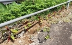 変換 〜 20190801_102817 c.jpg