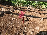 IMG-1821.jpg