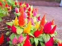 PA20024311.1.jpg